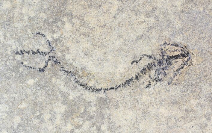 Permian Branchiosaur (Amphibian) Fossil - Germany #62919